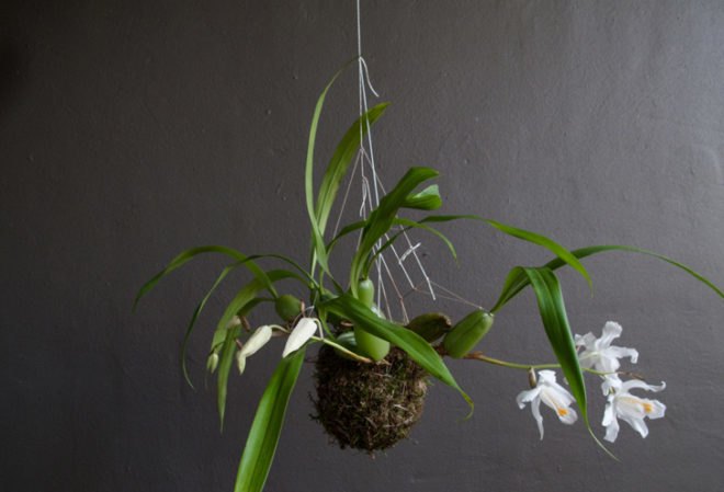 fedor van der valk, string gardens, alternative gardens, green products, eco design, green design, sustainable design, gardening, urban gardens, indoor gardens
