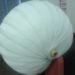 biomimicry, pillbug lamp, kristof kovacs, versatile lighting, bright ideas lighting competition, led lamp, green lighting,