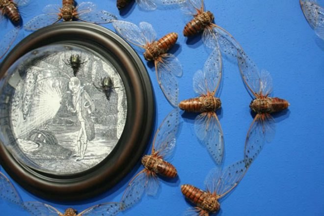 Jennifer Angus, insects, bugs, insect art, eco art, green art, bug installations, eco artist