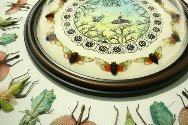 Jennifer Angus, insects, bugs, insect art, eco art, green art, bug installations, eco artist