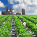 harvard, edward glaeser, harvard economist, urban farm, urban agriculture, rooftop farm, brooklyn grange, battery conservancy, turkey farm, turkey-shaped farm, vertical farm, vertical farms, urban density, energy use, carbon dioxide emissions, food miles, harvard university, alternative agriculture, green, green design, environmental design, green cities,