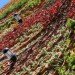 Ibiza Vertical Garden, Urbanarbolismo, vertical garden, living wall, green wall, ibiza