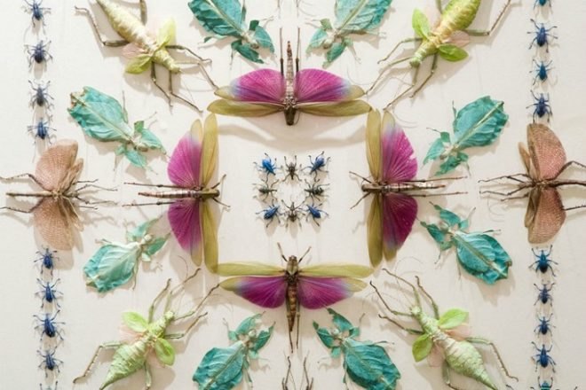 Jennifer Angus, insects, bugs, insect art, eco art, green art, bug installations, eco artist