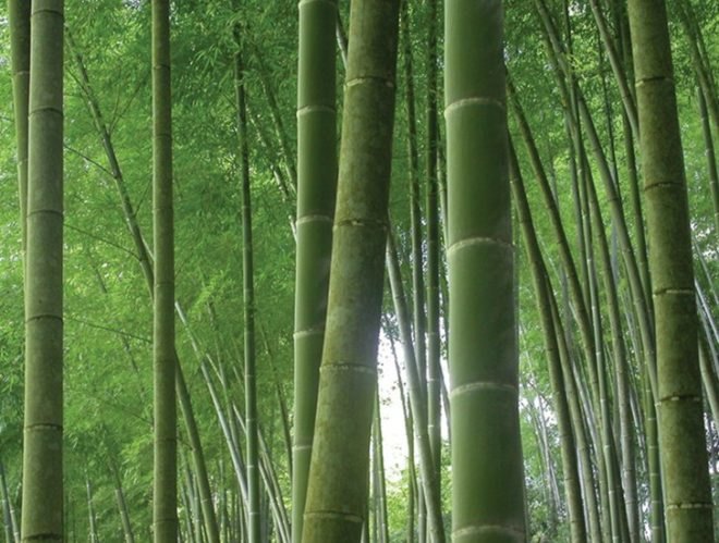 Integer Bamboo House, The Oval Partnership, bamboo house, engineered bamboo, kunming, china