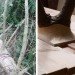 Recycling / Compost,Green Home decor,Green Materials,green furniture,Botanical,Art,wooden furniture,Design Academy in Eindhoven,ducth design,biodegradable furniture,locally sourced materials,