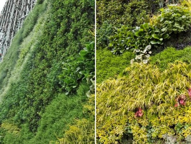 Living wall, van gogh, a wheatfield with cypresses, vertical garden, the national gallery, ans living wall system, london