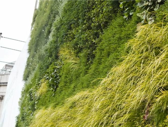 Living wall, van gogh, a wheatfield with cypresses, vertical garden, the national gallery, ans living wall system, london