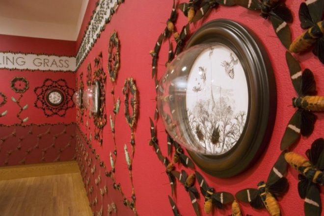 Jennifer Angus, insects, bugs, insect art, eco art, green art, bug installations, eco artist