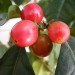 green design, eco design, sustainable design, Singtex, S. Cafe, recycled coffee grounds, recycled materials, athletic wear, odor absorbing fabric, coffee fabric