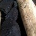 carbon sink, Chris Drury, eco art, mountain pine beetle, Art controversy, Powder River Basin, Wyoming Mining Association, coal industry, effects of caol, caol art, green art, University of Wyoming Art, Cowboys UW, Art protest,