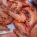 desert shrimp farm, sustainable shrimp, green shrimp, eco shrimp, ocean friendly shrimp, sustainable seafood, sustainable seafood farm, seafood farm, fish farm, las vegas shrimp, las vegas food, sustainable food