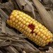 ethanol made from corn waste, corn waste ethanol, poet, us department of energy loan, us back cellulosic ethanol plant