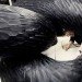 eco art, eco artist, Kate MccGwire, green art sculptures, feather art, feather sculpture, art London, art natural materials, feather projects, things to do with feathers,