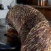 eco art, eco artist, Kate MccGwire, green art sculptures, feather art, feather sculpture, art London, art natural materials, feather projects, things to do with feathers,