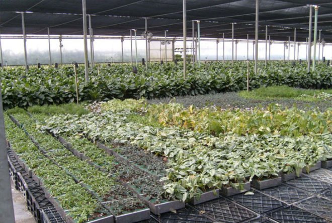 diy, green design, eco design, sustainable design, green wall, vertical garden, gardening, gsky