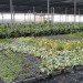 diy, green design, eco design, sustainable design, green wall, vertical garden, gardening, gsky