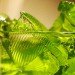 gelatin, jelly, jello, gelatin substitute, jelly substitute, jello substitute, vegan jello, vegan jelly, vegan gelatin, vegetarian jello, vegetarian jelly, vegetarian gelatin, human derived products, human food, food engineering