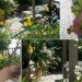 roof garden, green roof, planted roof, gillespies, london green roof, paddington walk, paddington, green design, eco design, sustainable design, green architecture, eco architecture