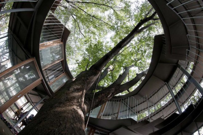 green design, eco design, sustainable design, kindergarten, Tekuza Architects, Fuji Kindergarten, interior garden, playground