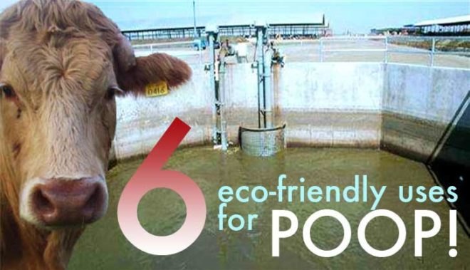 poo power, biogas, biofuel, Virginia Gardiner, LooWatt, EcoFaeBricks, Prasetiya Mulya Busines School, Indonesia, MIT, Park Spark, Matthew Mazzotta, Google, Hewlett Packard, Dog Poop power, Volkswagen Bug, Bio-Bug, Geneco, Poop burger, Mitsuyuki Ikeda, Environmental Assessment Center