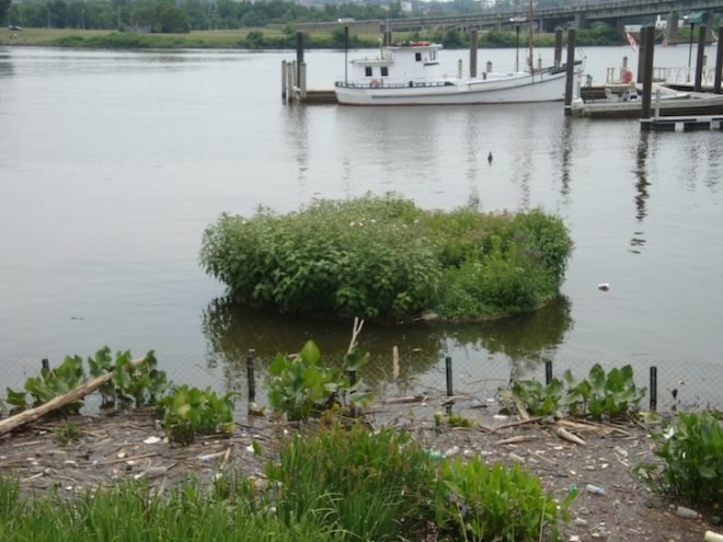 spring lake, minnesota, water quality, algae blooms, contamination, nitrates, pH, ASLA-MN, ASLA, american society of landscape architects, floating islands, floating island, artificial island, floating treatment wetlands, ftw, wetlands, native species, natural habitat, recycled plastic, plastic, polyurethane foam, green design, eco design, eco friendly, environmental design, environment, infrastructure, sustainable design, sustainable living, green living, eco habitat, eco conscious, green infrastructure, co2, climate change, picnic