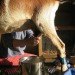 goat milk, spider silk, bullet proof material, bullet proof vest, bullet proof textiles, armor, all natural, natural bullet proof material, strong natural textiles
