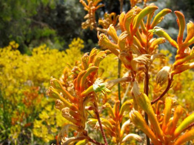 Los Angeles, Arboretum, Botanics, Botanical Gardens, Historic Sites, Gardens,Los Angeles County Arboretum and Botanics Garden