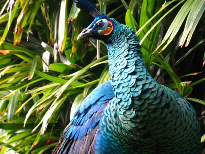 Los Angeles, Arboretum, Botanics, Botanical Gardens, Historic Sites, Gardens,Los Angeles County Arboretum and Botanics Garden