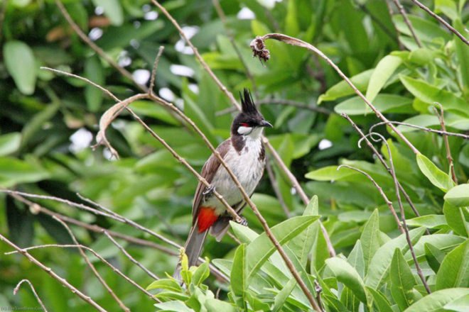 Los Angeles, Arboretum, Botanics, Botanical Gardens, Historic Sites, Gardens,Los Angeles County Arboretum and Botanics Garden
