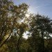 Xstrata Treetop Walkway, kew gardens, treeptop walkway london, walkway design, tree canopy walkway, kew gardens walkway, arboretum walkway