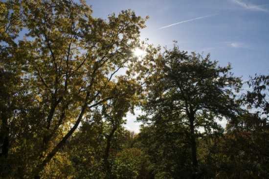 Xstrata Treetop Walkway, kew gardens, treeptop walkway london, walkway design, tree canopy walkway, kew gardens walkway, arboretum walkway