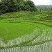 japan renewable energy, japanese renewable energy, japan energy market, japanese energy market, japan solar power, japanese solar power, japanese clean energy, japan, japanese, rice paddy, solar power, renewable energy
