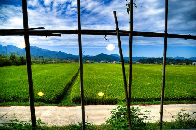 japan renewable energy, japanese renewable energy, japan energy market, japanese energy market, japan solar power, japanese solar power, japanese clean energy, japan, japanese, rice paddy, solar power, renewable energy
