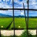 japan renewable energy, japanese renewable energy, japan energy market, japanese energy market, japan solar power, japanese solar power, japanese clean energy, japan, japanese, rice paddy, solar power, renewable energy