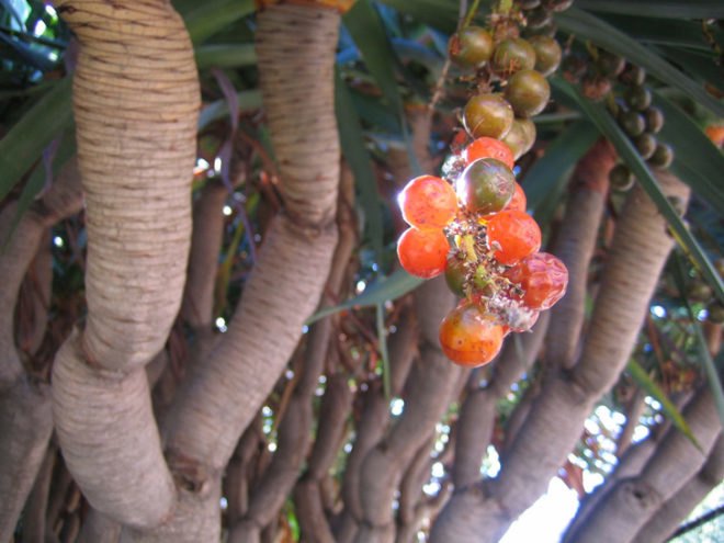 UCLA, Botanical Gardens, UCLA Mildred E. Mathias Botanical Garden,California State University, Fullerton, Fullerton Botanical Gardens, Los Angeles, The Huntington, Arboretum, Trees