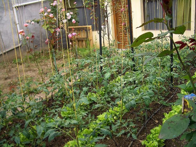 Urban Farming Food Chain PRoject, Living Walls, Green Living Technologies, Emslie Osler Architects, Silver Lake Farms, Community Supported Agriculture, Market Makeovers, South Los Angeles Healthy Heating, Active Communities Initiatve and Public Matters, The Urban Homestead, Pasadena, Urban Farming Advocates, urban farming