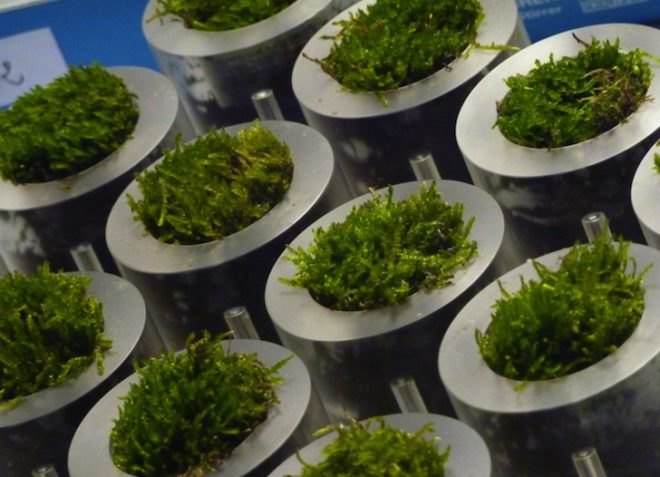 biophotovoltaics, renewable energy, clean tech, London Design Festival, eco-design, green design, sustainable design, Alex Driver, Carlos Peralta, biotechnology, algae, moss, photosynthesis, Cambridge University, lily pads, solar