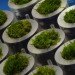 biophotovoltaics, renewable energy, clean tech, London Design Festival, eco-design, green design, sustainable design, Alex Driver, Carlos Peralta, biotechnology, algae, moss, photosynthesis, Cambridge University, lily pads, solar