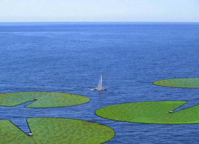 biophotovoltaics, renewable energy, clean tech, London Design Festival, eco-design, green design, sustainable design, Alex Driver, Carlos Peralta, biotechnology, algae, moss, photosynthesis, Cambridge University, lily pads, solar