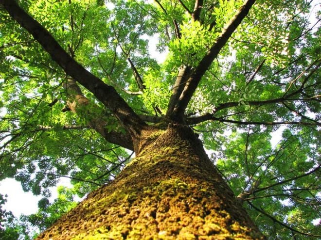 tree inspired solar, boy solar invention, Aidan Dwyer, solar array, new solar array, solar tree, solar technology, biomimicry solar, sustainable design, fibonacci sequence, solar tree