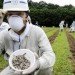sunflowers, Fukushima, fukushima daiichi power plant, nuclear fallout, nuclear waste, Radioactive waste, phytoremediation