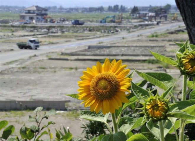 sunflowers, Fukushima, fukushima daiichi power plant, nuclear fallout, nuclear waste, Radioactive waste, phytoremediation