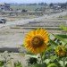 sunflowers, Fukushima, fukushima daiichi power plant, nuclear fallout, nuclear waste, Radioactive waste, phytoremediation