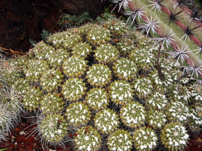 The Huntington, Huntington Botanical Gardens, Desert Garden, Cacti, Los Angeles Botanical, Gardens