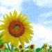 sunflowers, Fukushima, fukushima daiichi power plant, nuclear fallout, nuclear waste, Radioactive waste, phytoremediation