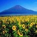 sunflowers, Fukushima, fukushima daiichi power plant, nuclear fallout, nuclear waste, Radioactive waste, phytoremediation