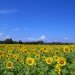 sunflowers, Fukushima, fukushima daiichi power plant, nuclear fallout, nuclear waste, Radioactive waste, phytoremediation