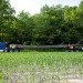 green design, eco design, sustainable design, Indianapolis Museum of Art, 100 Acres Park, Visiondivision, yellow poplar tree, Chopstick, visitor kiosk, bark shingles, Indiana