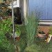 green design, eco design, sustainable design, The Mobile Garden, Art on Track, noisivelvet, CTA, subway train garden, indigenous plants