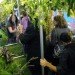 green design, eco design, sustainable design, The Mobile Garden, Art on Track, noisivelvet, CTA, subway train garden, indigenous plants